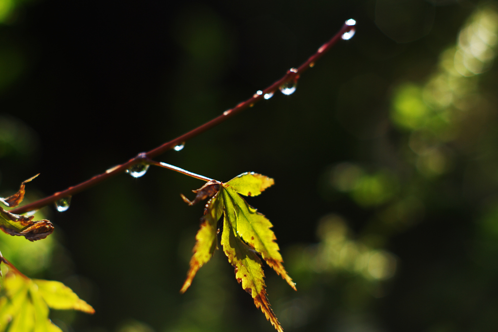 雨上がり