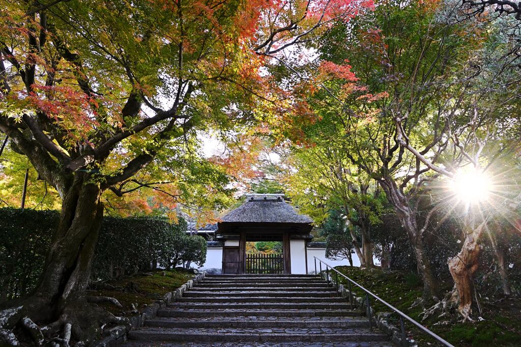 紅葉77