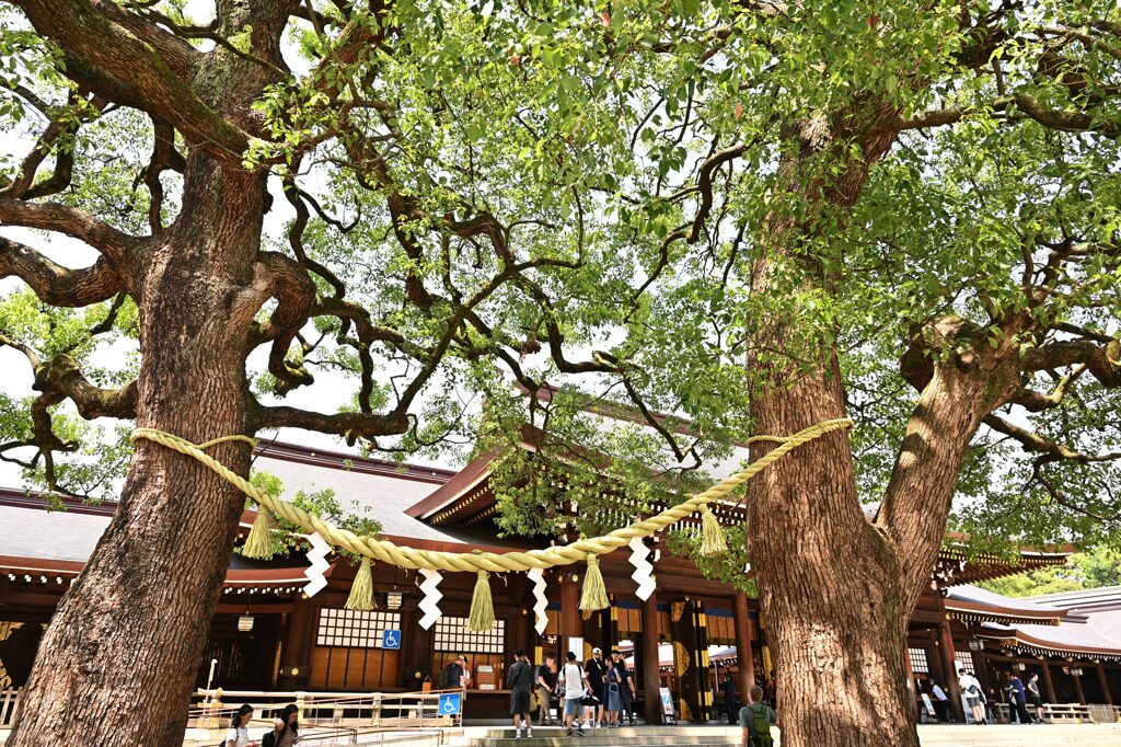 夫婦楠