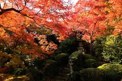 紅葉101