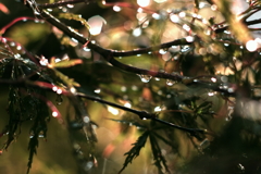 雨上がり