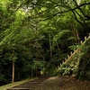 新緑の参道