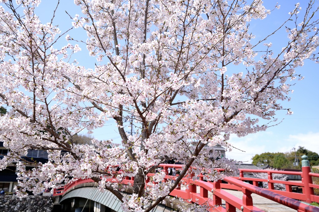 桜35