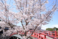 桜35