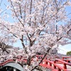 桜35