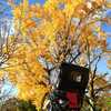 黄葉126