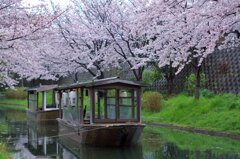 濠川の桜