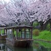 濠川の桜