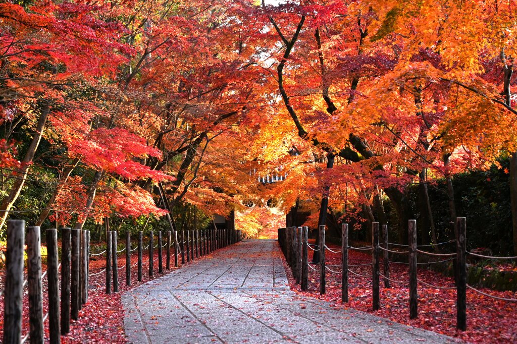 紅葉20