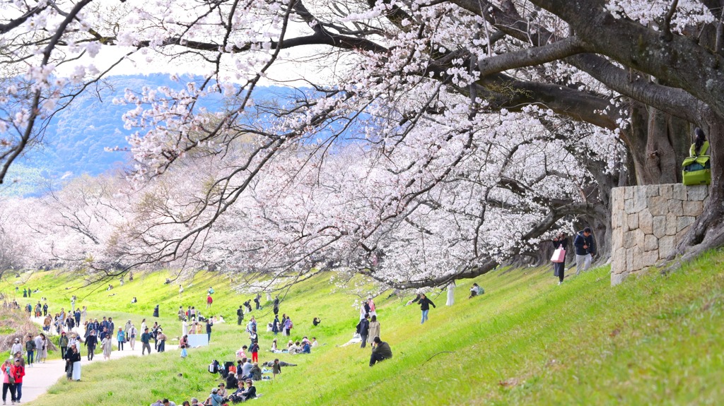 桜37