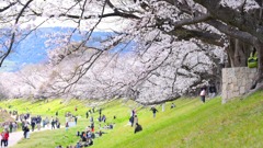 桜37