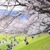 桜37