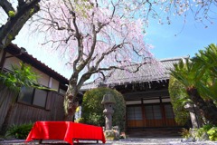 桜51