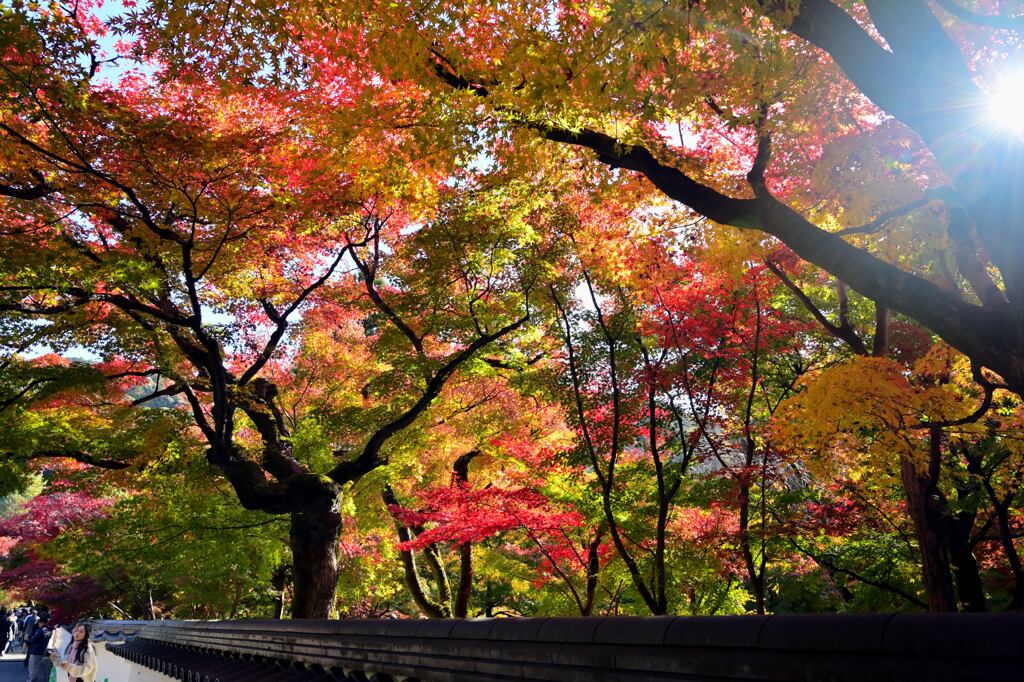 紅葉85