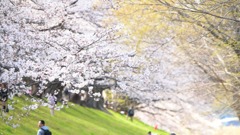 桜39