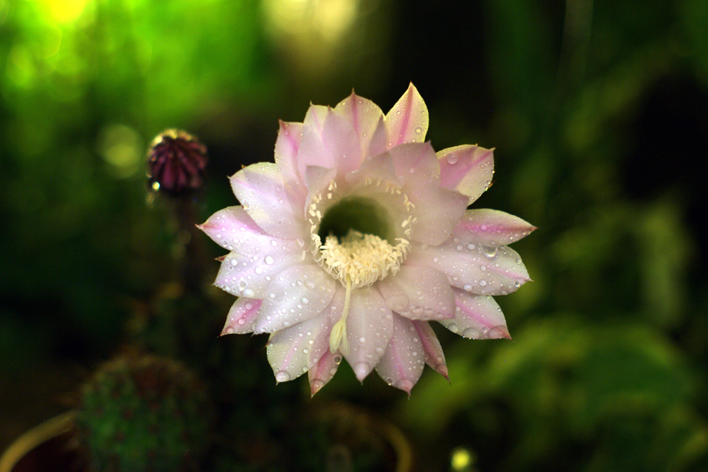 サボテンの花1