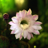 サボテンの花1