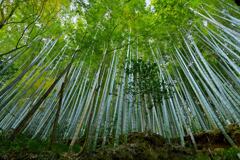 伸びる