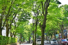 ケヤキ並木のある道