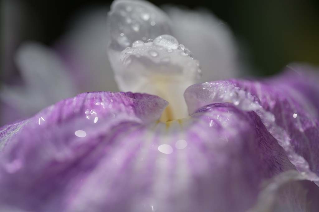 雨上がりの朝
