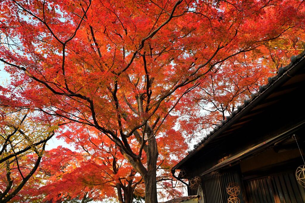 紅葉105