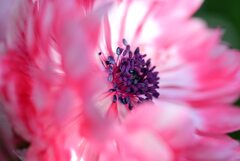 散歩スナップ129