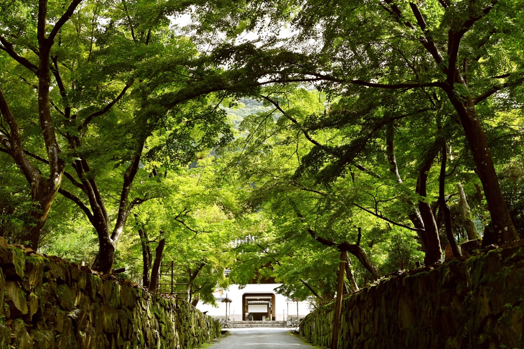 新緑の参道