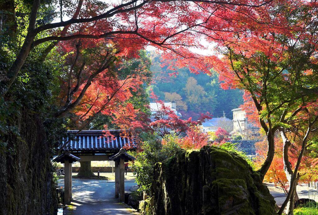 紅葉100