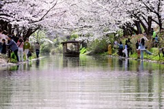 桜43