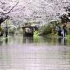 桜43