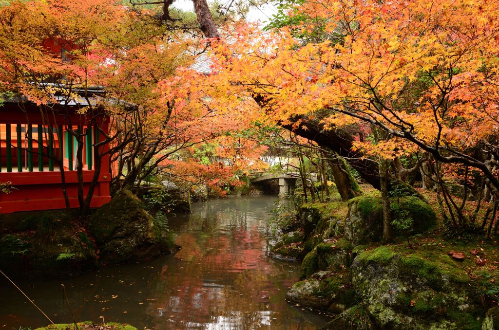 紅葉24