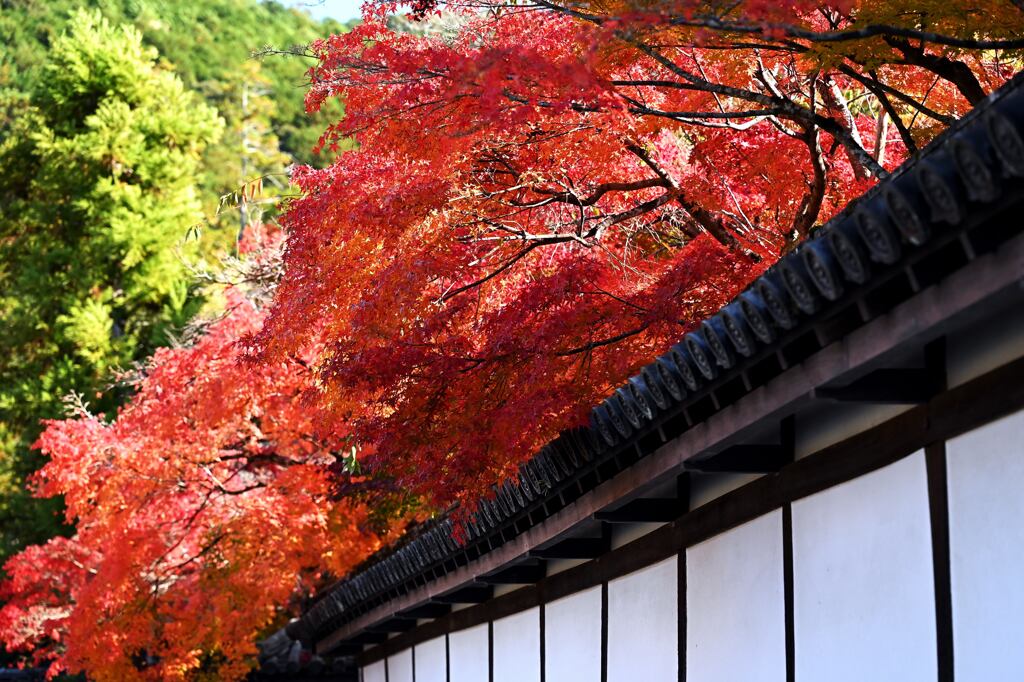 紅葉90