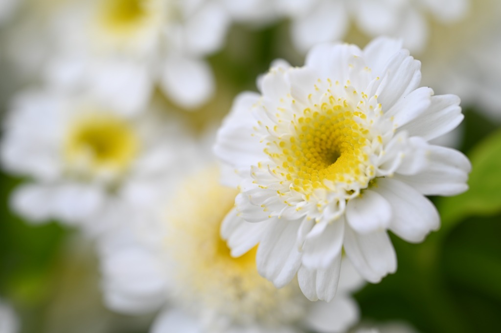 散歩スナップ72