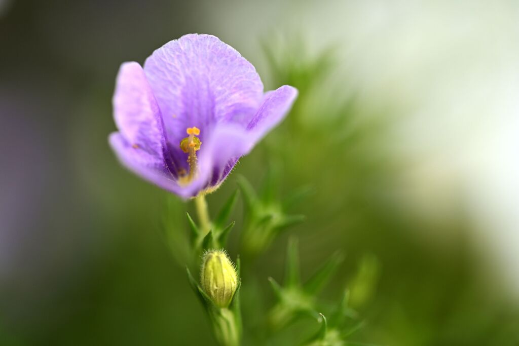 散歩スナップ104