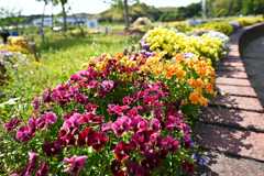 花