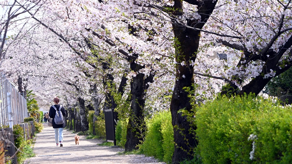 桜42