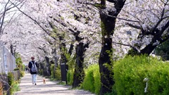 桜42