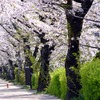 桜42