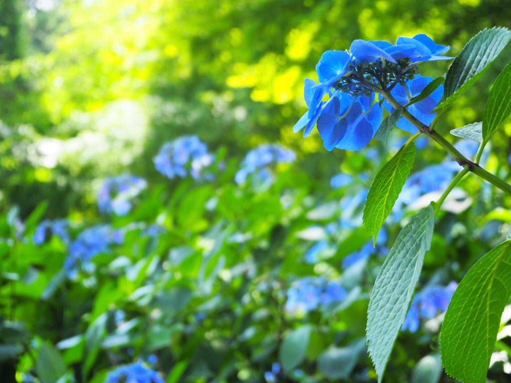 紫陽花