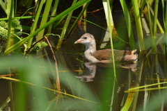 水鳥のひな