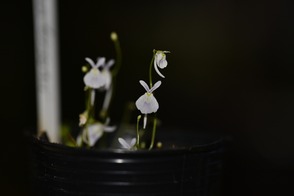 Utricularia sandersonii