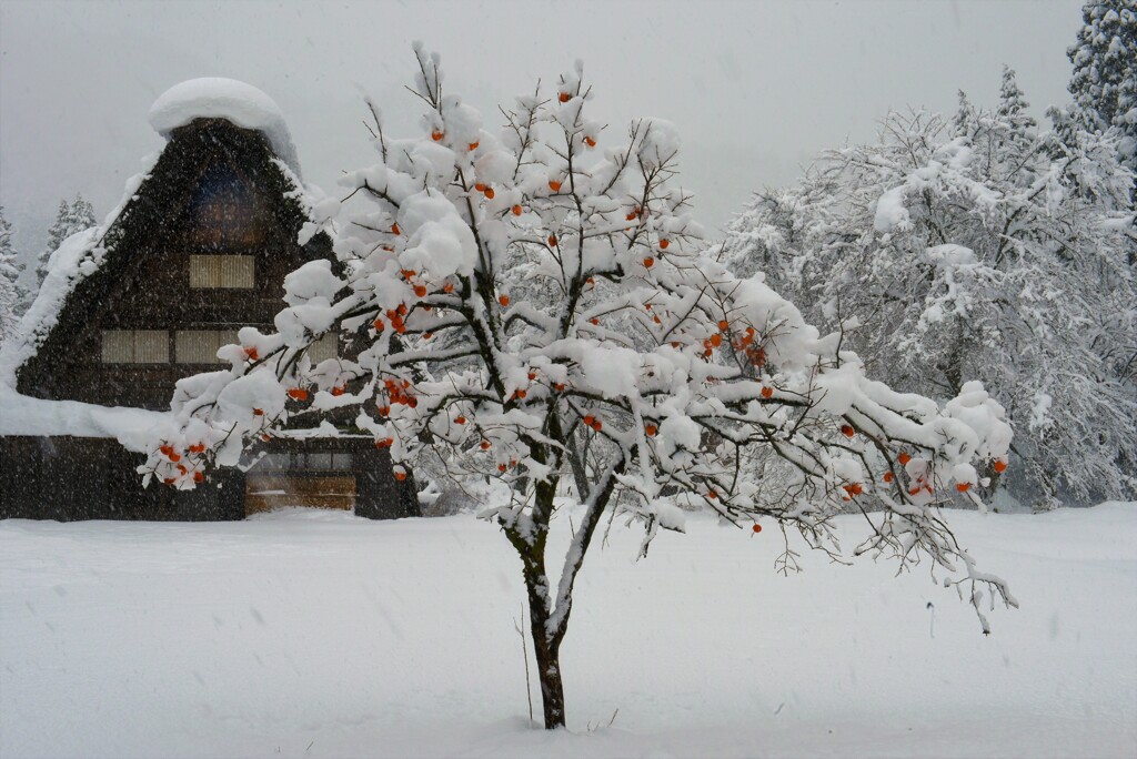 雪柿