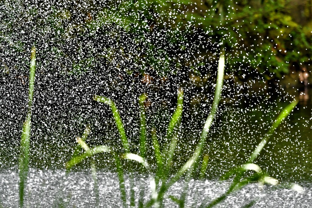 水粒