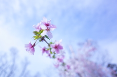 枝垂桜