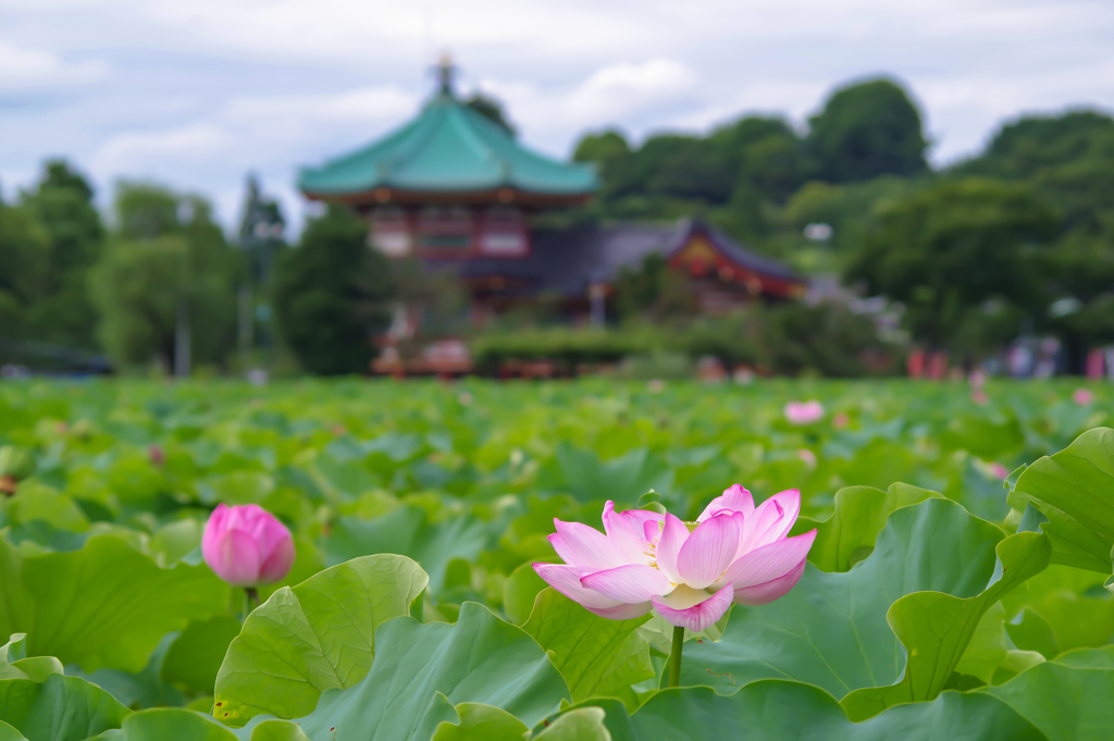 不忍池の蓮