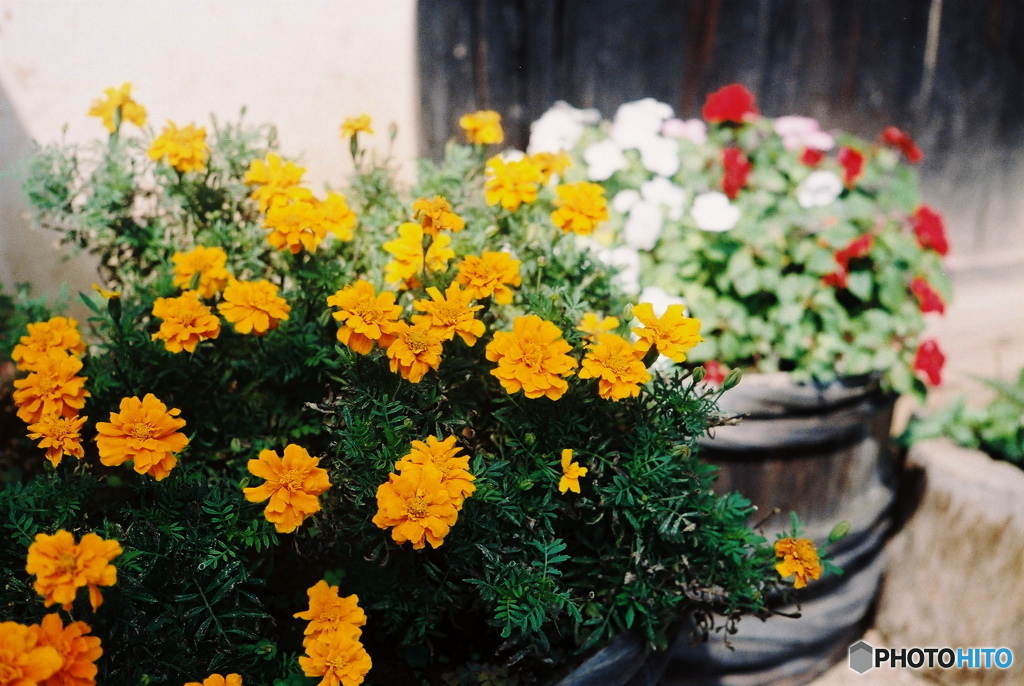 YASHICA (2)