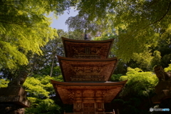 新緑の三重塔