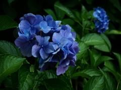 紫陽花