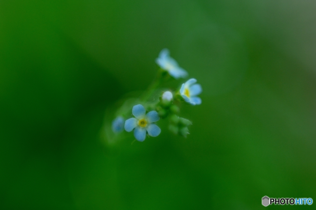 小さな小さな花