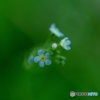 小さな小さな花